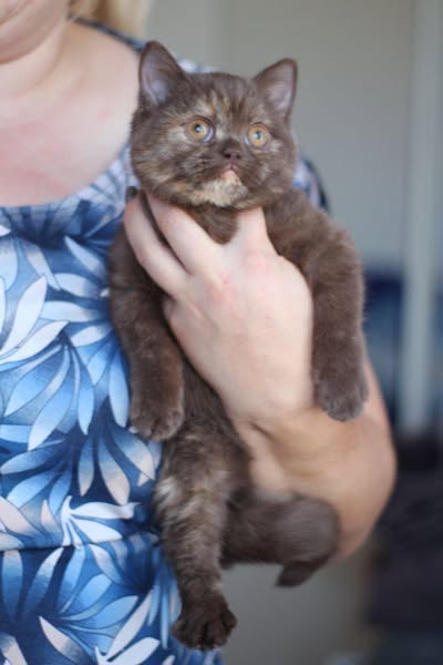 British Shorthair