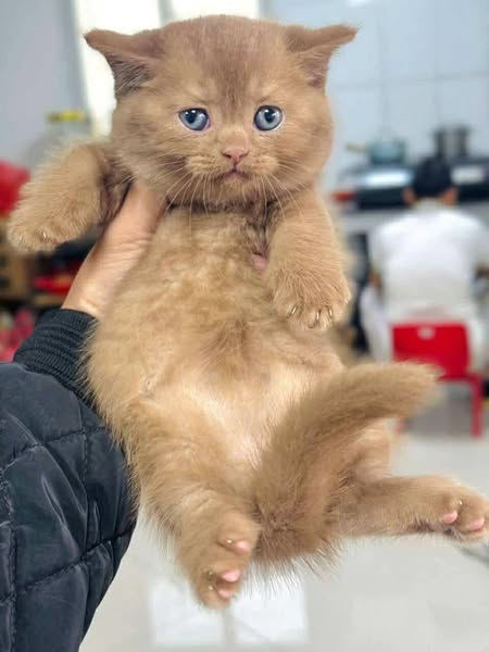 Munchkin