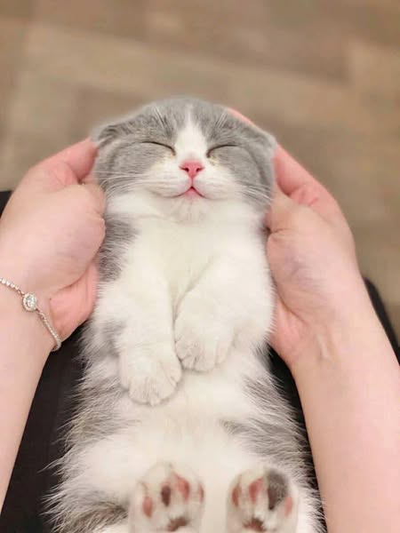 Munchkin Fold