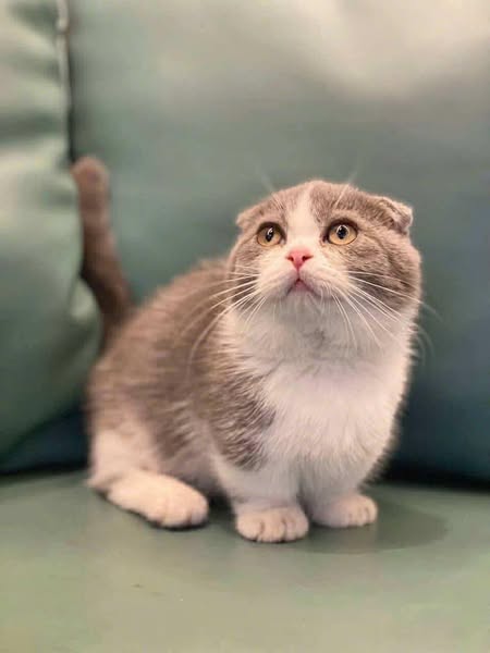Munchkin Fold