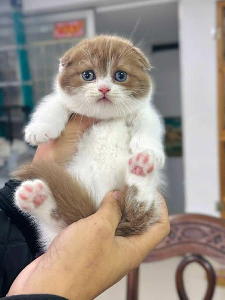 Munchkin Fold
