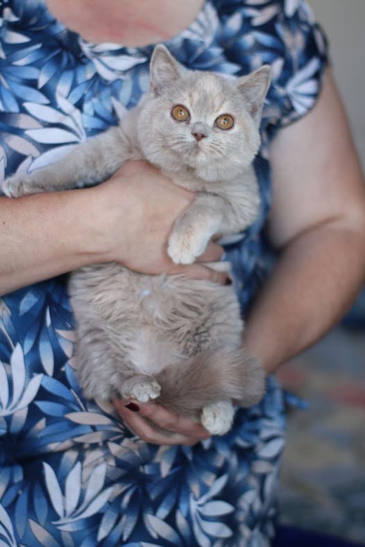 British Shorthair