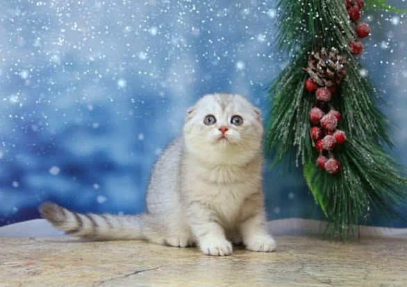 Scottish Fold