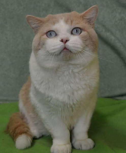 British Shorthair
