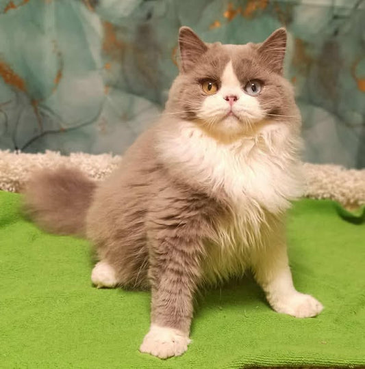 British Longhair