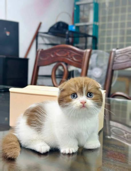 Munchkin Fold