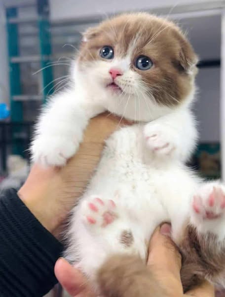 Munchkin Fold