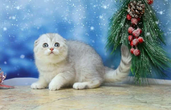 Scottish Fold
