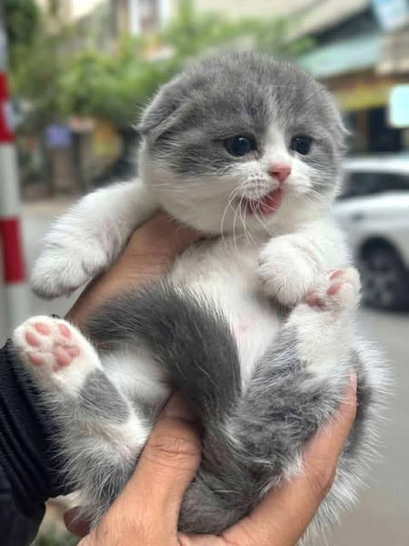 Munchkin Fold
