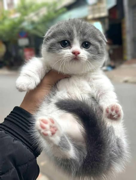 Munchkin Fold