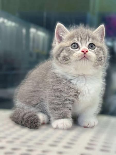 Munchkin