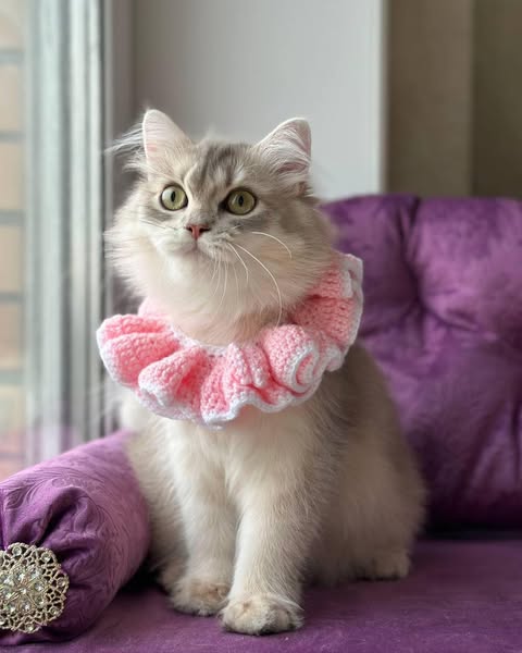 British Longhair