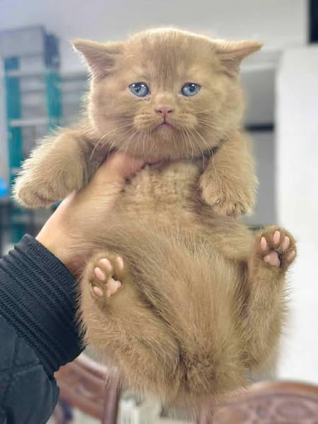 Munchkin