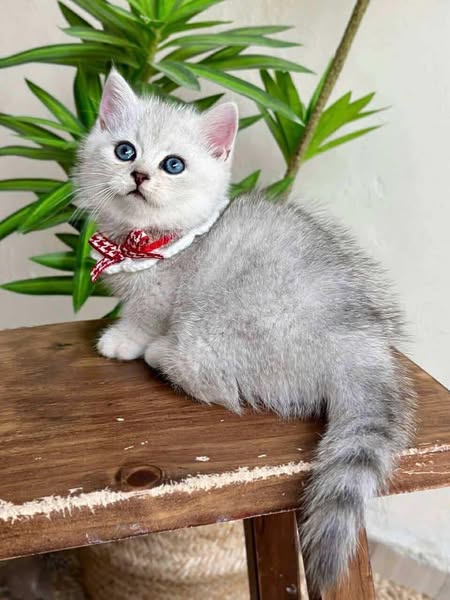Munchkin