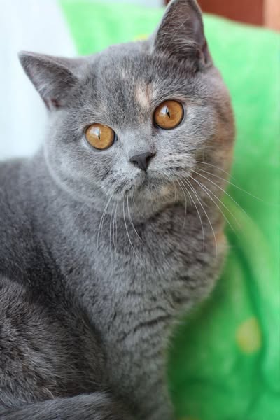 British Shorthair