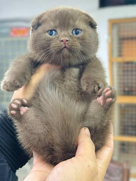 Munchkin Fold