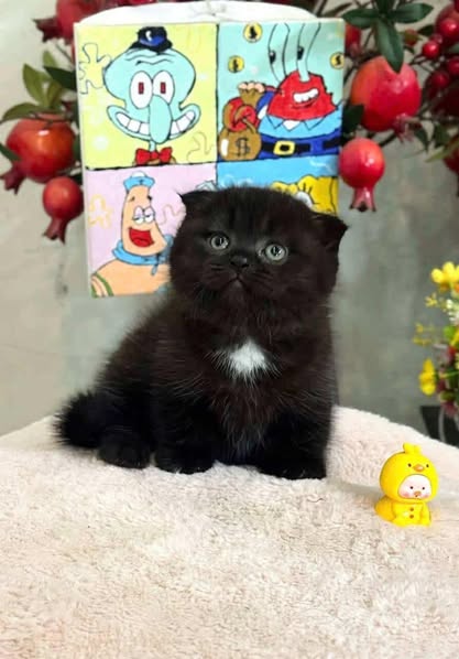 Munchkin Fold