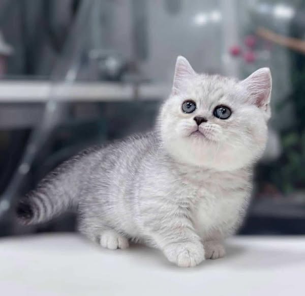 Munchkin