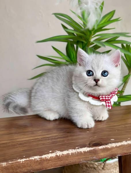 Munchkin