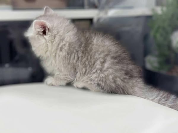 Munchkin Longhair