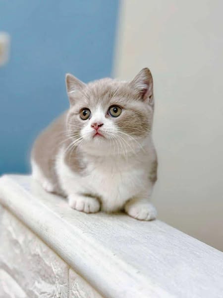 Munchkin
