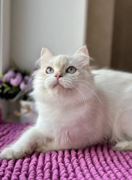 British Longhair