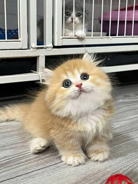 Munchkin Longhair