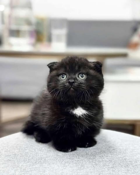 Munchkin Fold