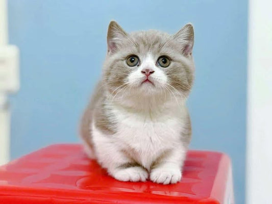Munchkin