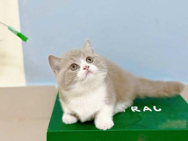 Munchkin
