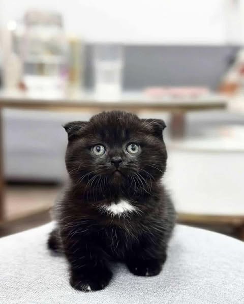 Munchkin Fold