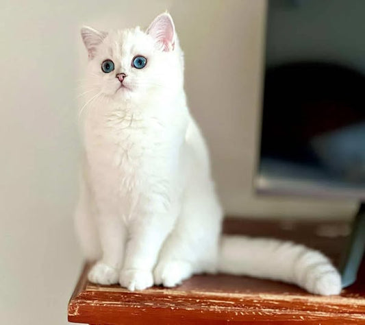 British Shorthair