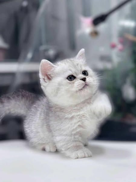 Munchkin