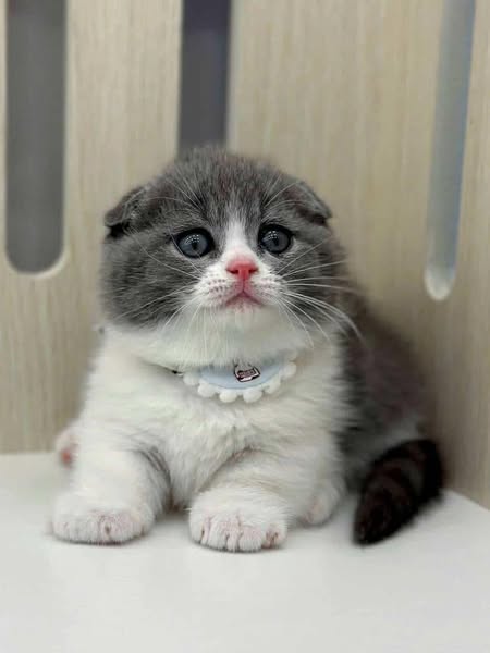 Munchkin Fold