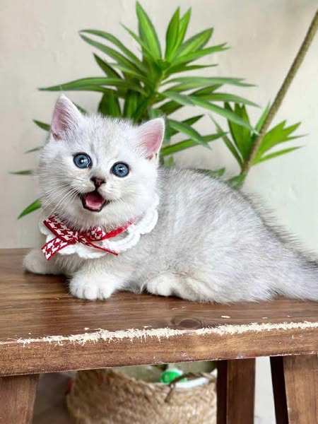 Munchkin