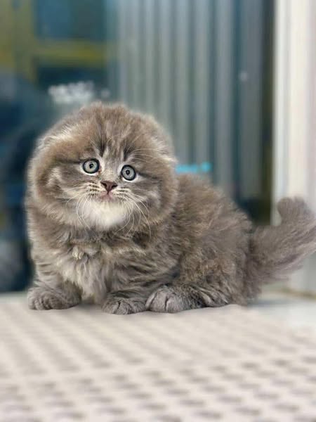 Munchkin Fold Longhair