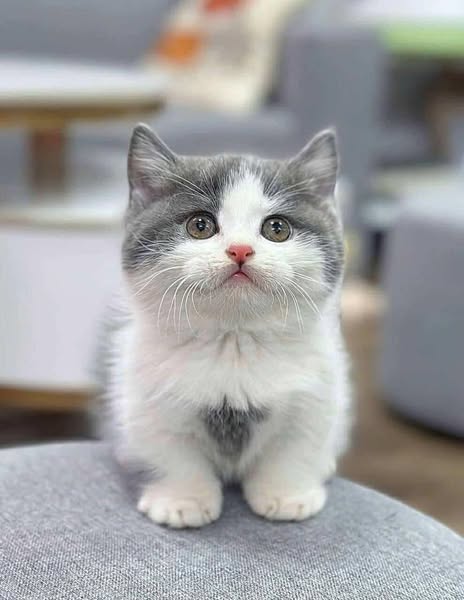 Munchkin
