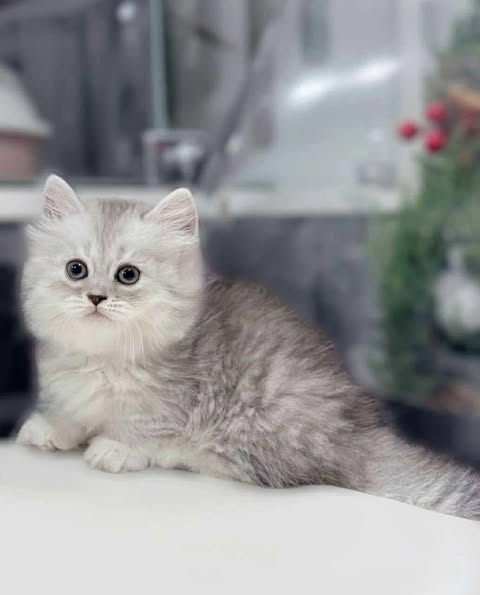 Munchkin Longhair