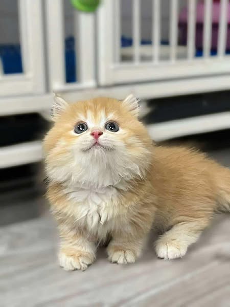Munchkin Longhair