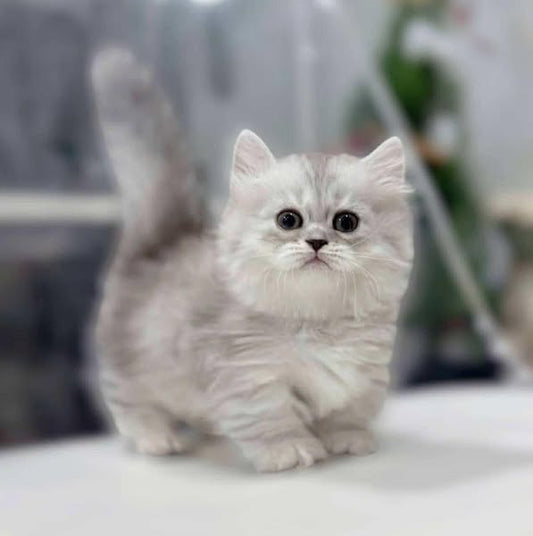 Munchkin Longhair