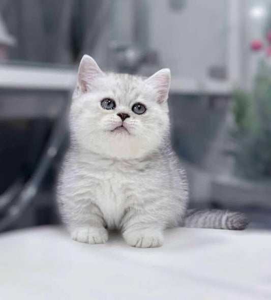 Munchkin