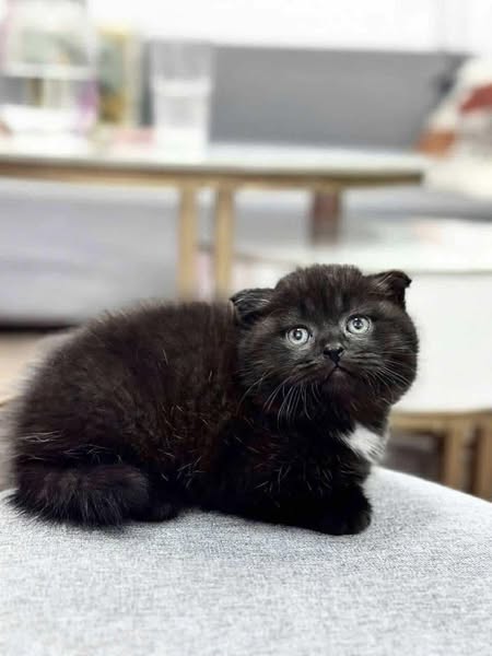 Munchkin Fold