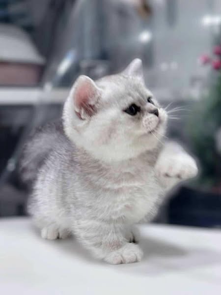 Munchkin
