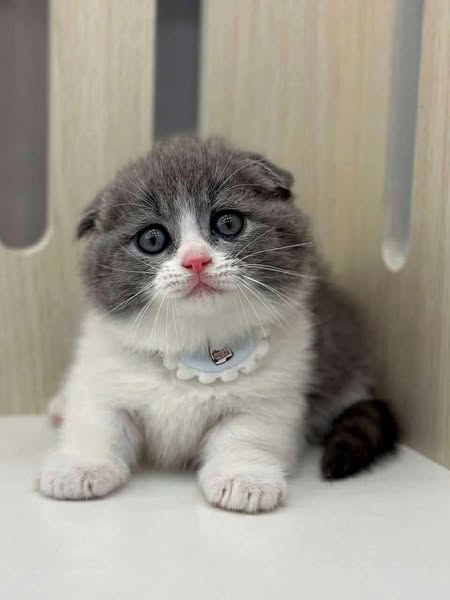 Munchkin Fold