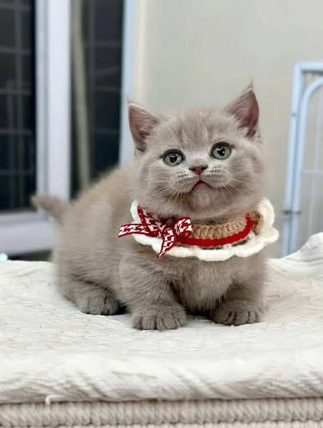 Munchkin