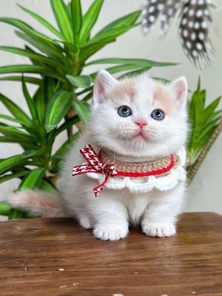 Munchkin