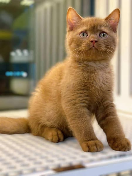 Munchkin Fold