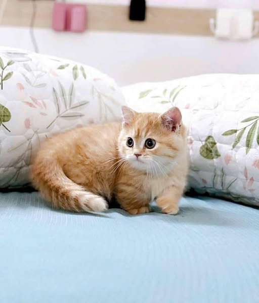 Munchkin