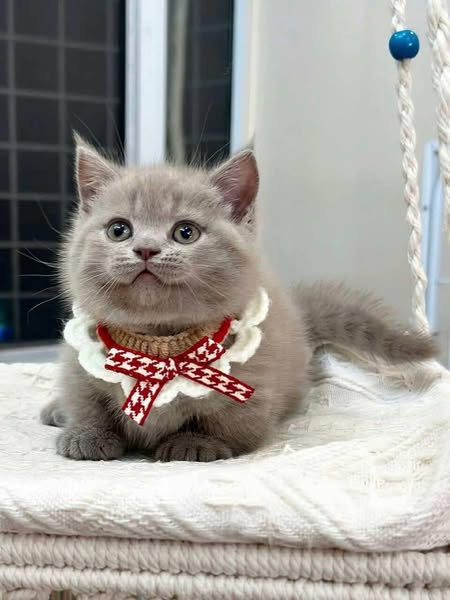Munchkin