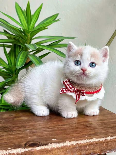 Munchkin